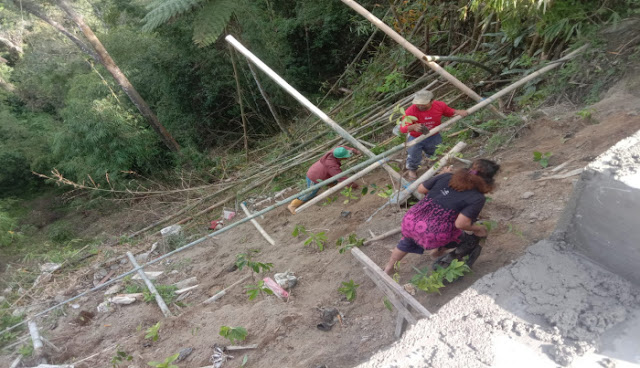 Warga Lingga Julu Tanami Ratusan Pohon Cegah Longsor di Tebing Curam 