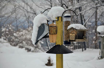 Popular Winter Bird Feeding Activities in Kentucky