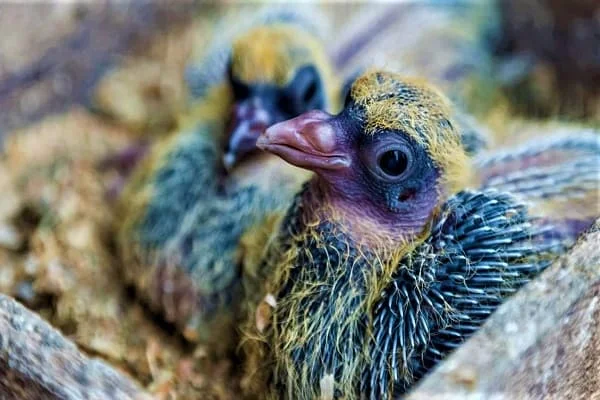 Baby Pigeons