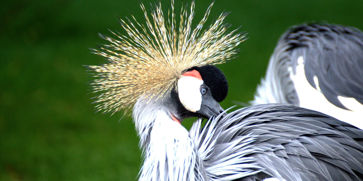 Grey crowned crane