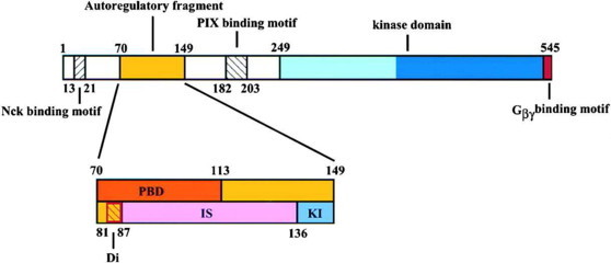 "Auto-Inhibition" domain (yellow) of PAK1