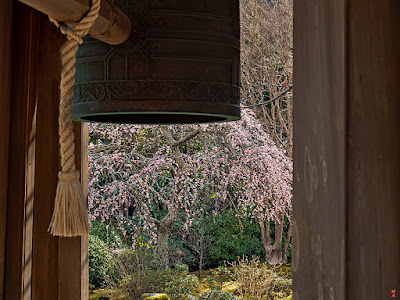 Shidare-ume (drooping Japanese apricot) flowers: Kaizo-ji