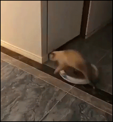 Funny Cat GIF • Ninja cat in action. Excellent move sliding on the floor [ok-cats.com]
