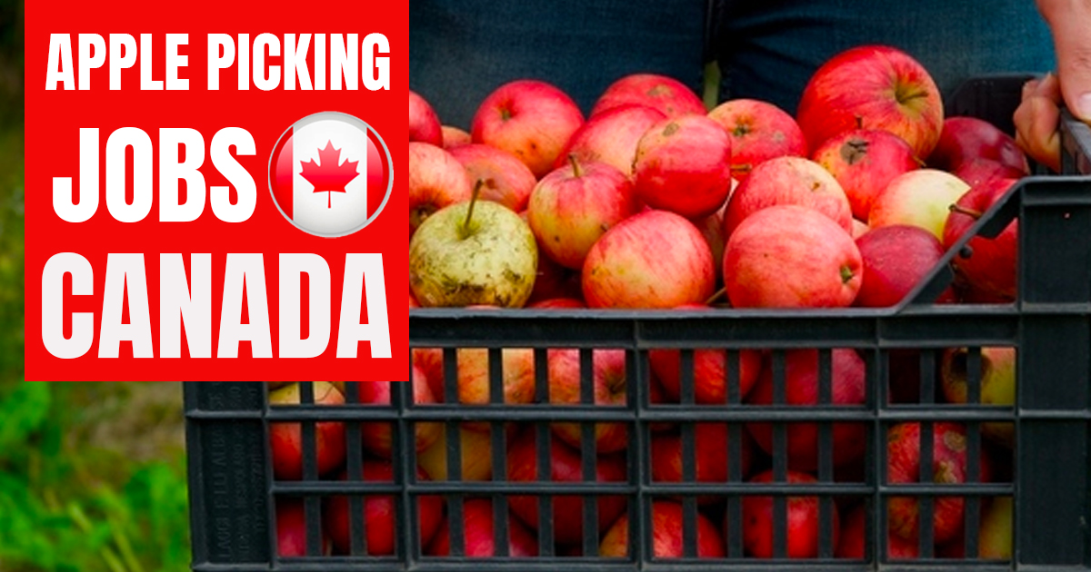 apple-picking-jobs-in-canada-2022