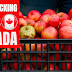 Apple Picking Jobs in Canada: Apply Now for the Opportunity 