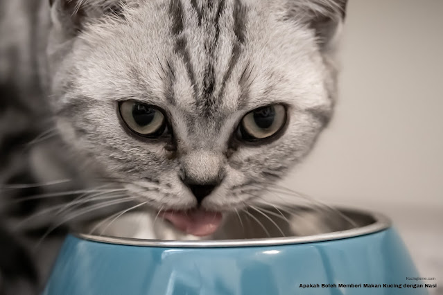 Apakah Boleh Memberi Makan Kucing dengan Nasi