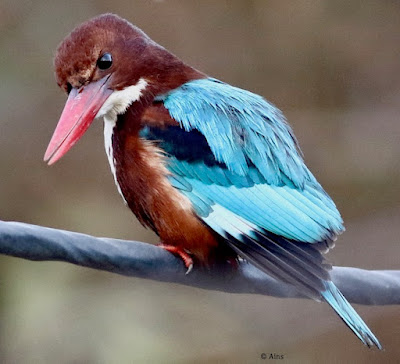 White-throated Kingfisher