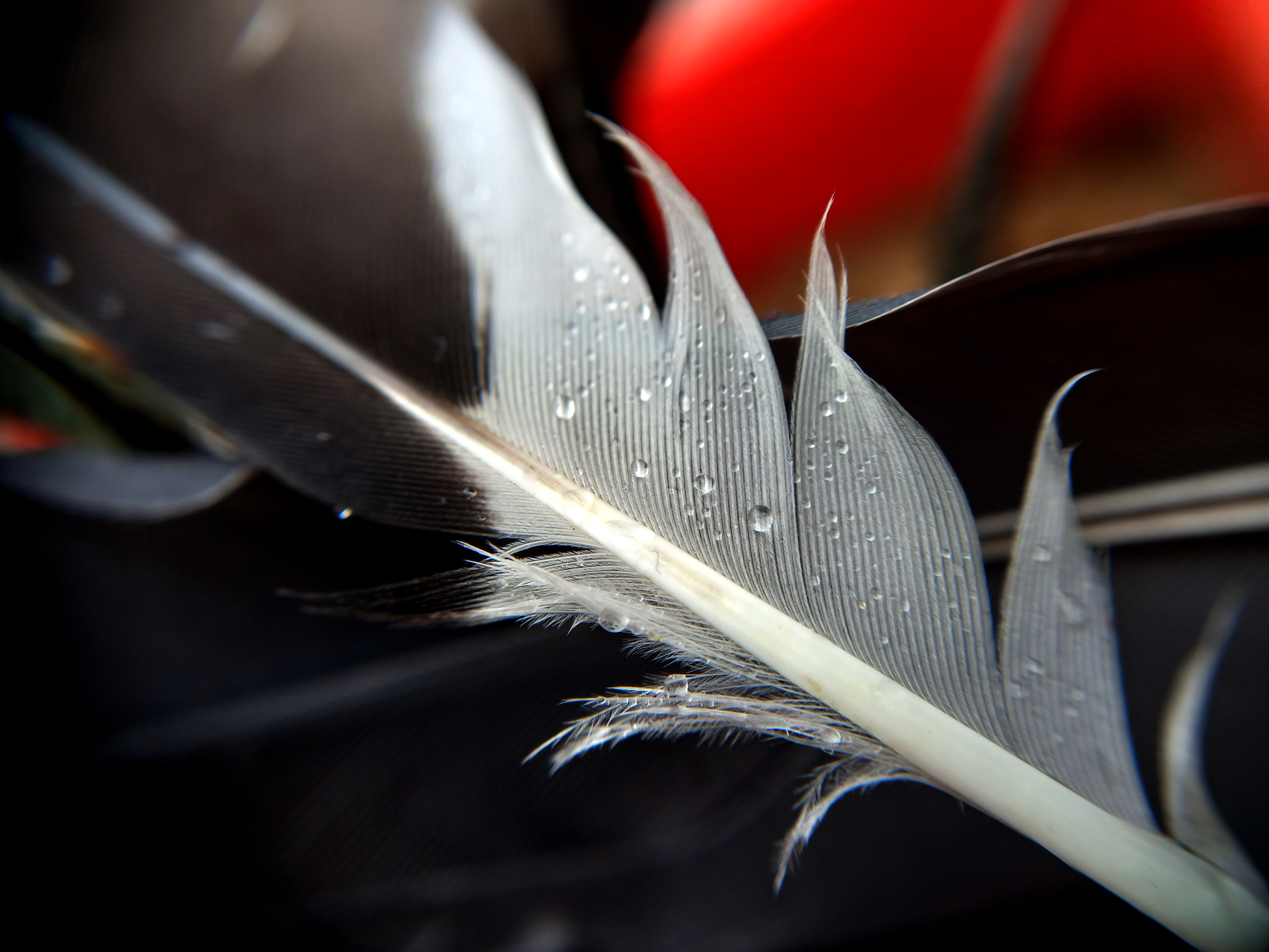 Free Feather Images