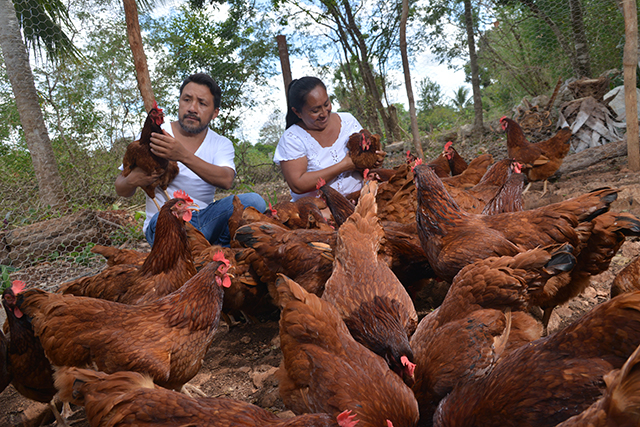 Mujeres mayas suministrarán Huevo de gallina libre de jaula a Toks
