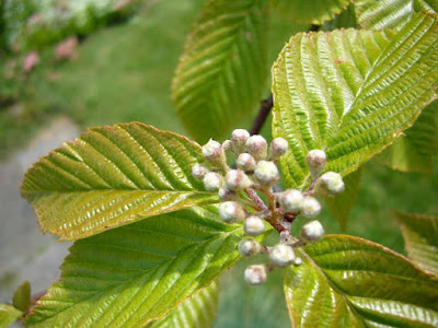 Рябина бледноватая / Гриффитария бледноватая (Sorbus pallescens, =Griffitharia pallescens)