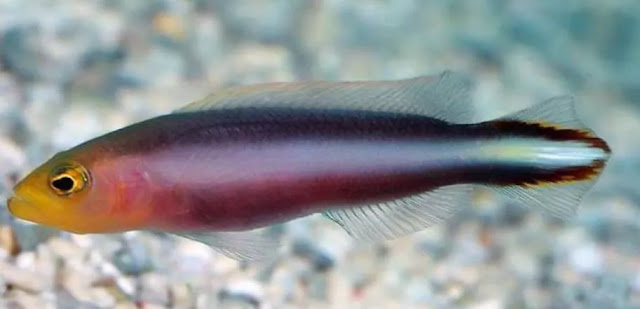 Ikan Double Striped Dottyback