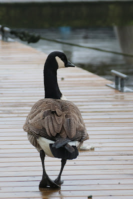 Kanadeeske Goes - Grote Canadese Gans - Branta canadensis