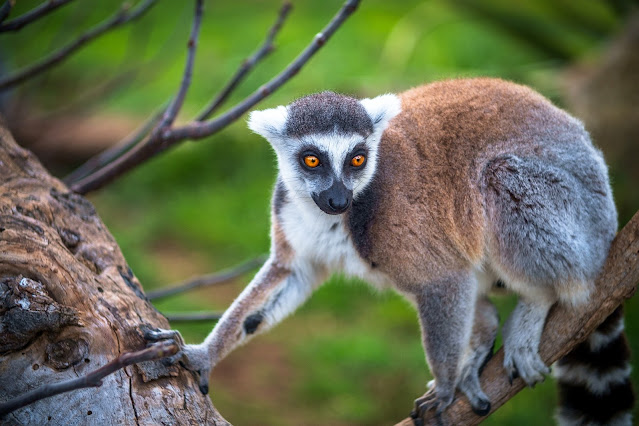 Lemur