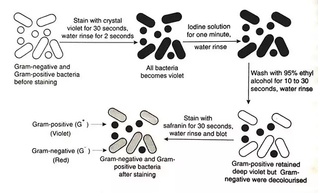 Gram Bacteria ( ग्रैम जीवाणु):-Gram +ve,–ve Bacteria ,Gram's method of staining bacteria|hindi