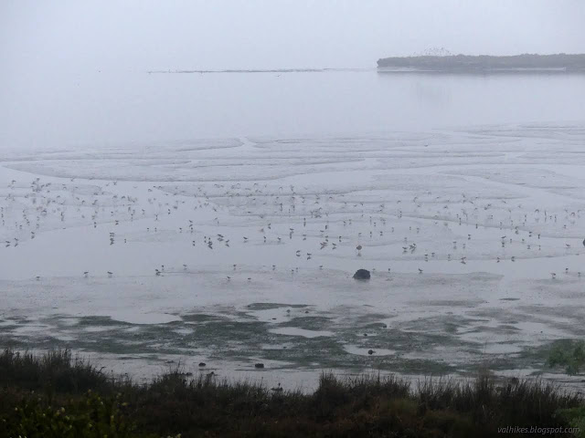 29: birds feeding among shallow channels of water