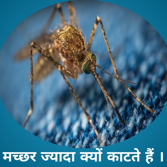 मच्छर ज्यादा क्यों काटते हैं? || macchar jyada kyo katte hai.?? 