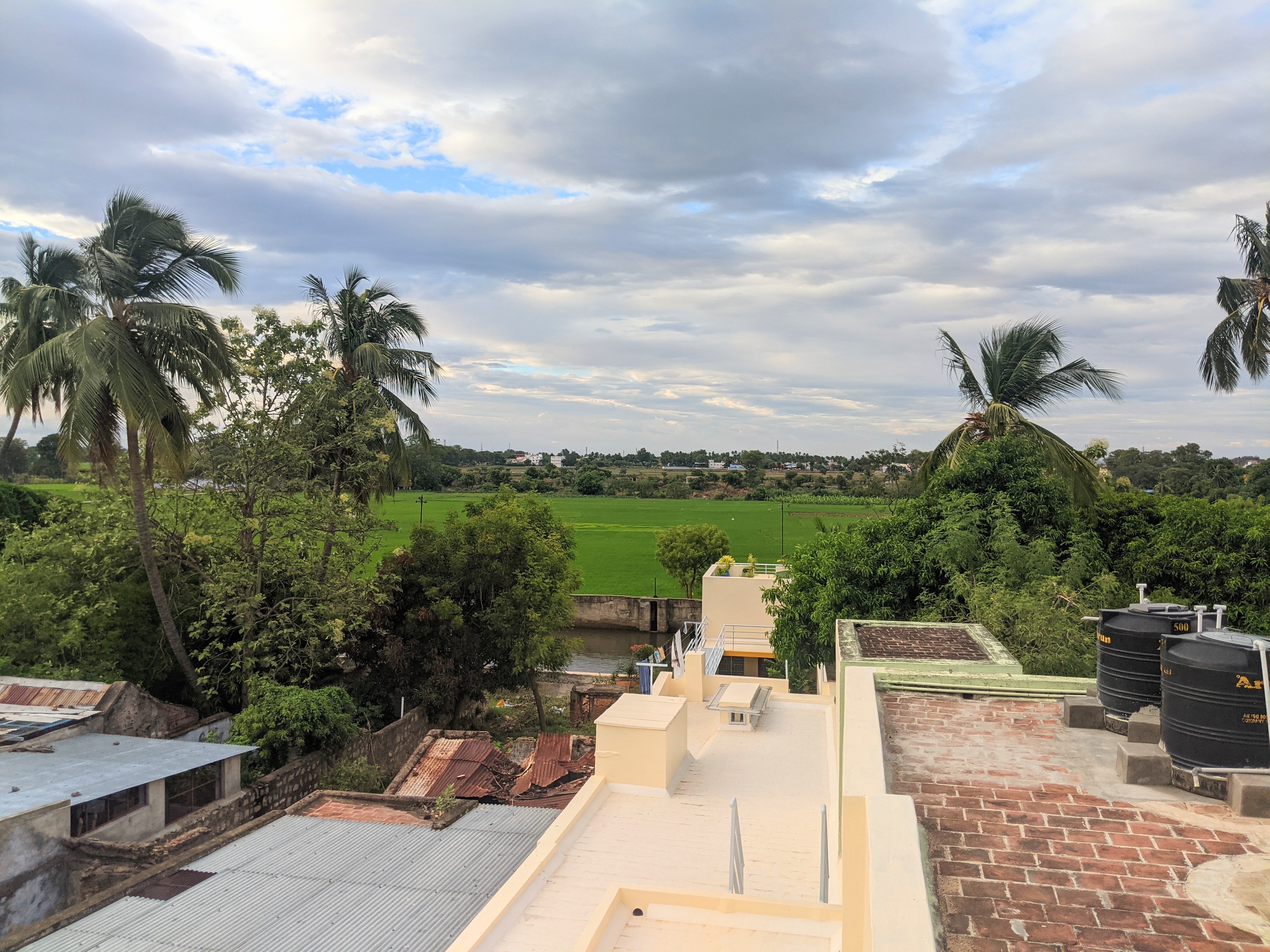 Lush paddyfields seen from my village home terrace