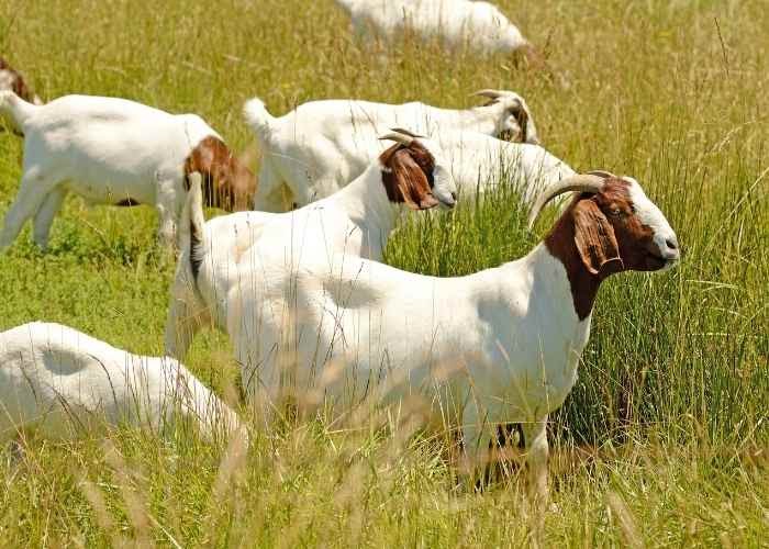 Best Goats for Beginners - Homesteading in Ohio
