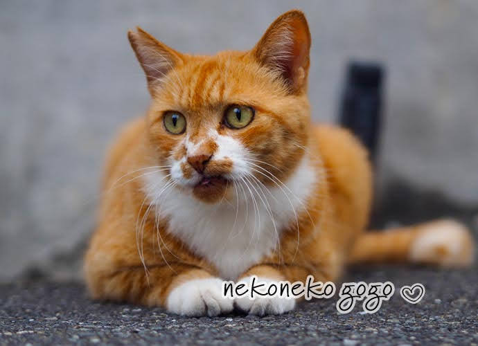 ねこ散歩で会った茶白の猫さん