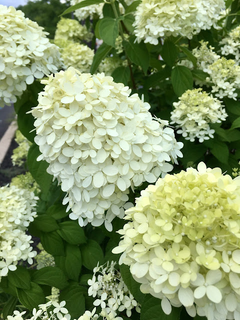 white hydrangeas