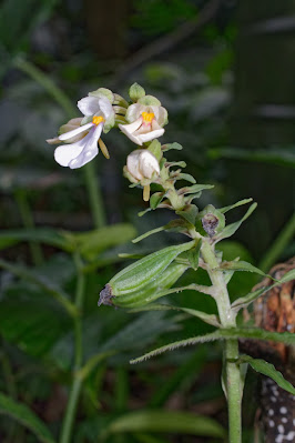 Calanthe alismifolia - Water-Plaintain Like Leaf Calanthe care