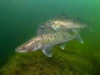Poisson de l'année 2025 : Le Sandre