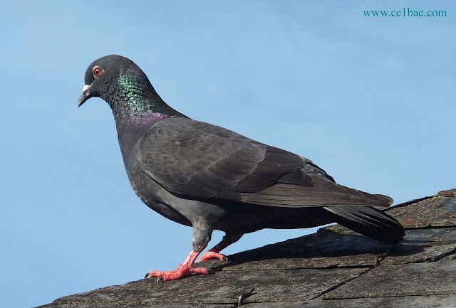 Le pigeon