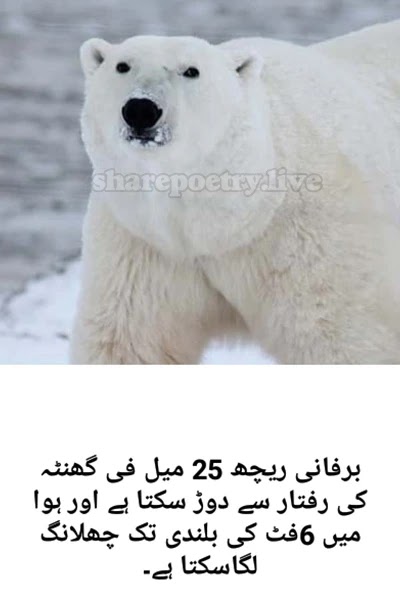 The polar bear can run at a speed of 25 miles per hour Amazing Facts About bear