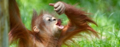 Orangutan semakin terancam punah - Responsive Blogger Template