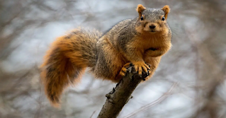 Fox Squirrel on a tree branch