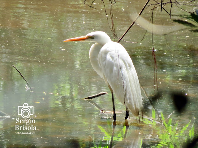 Garça-branca-grande (Ardea alba)