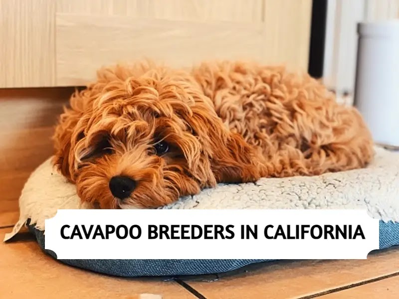 Best Cavapoo Breeders in California