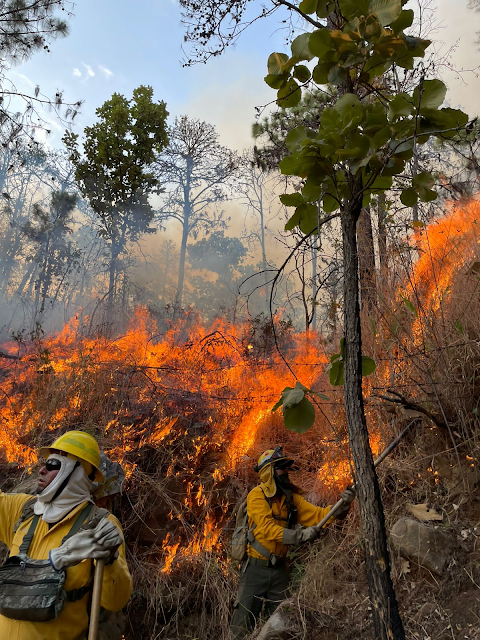 Feroz incendio en el parque nacional de Uruapan; brigadistas solicitan víveres e hidratación.