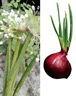 Onion Sprouts 5 Special Benefits