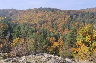 Trees on the turn across the valley