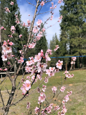 アーモンドの花