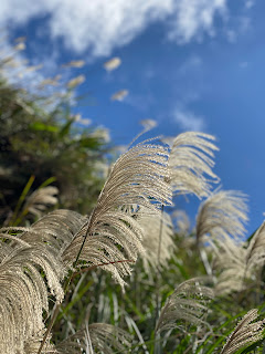 新北。福隆。草桃縱走 芒花季