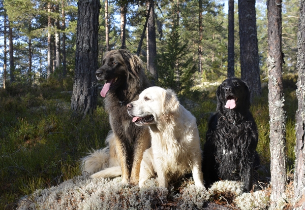 leonberger golden retriever flat coated retriever