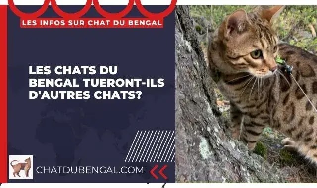 Les Chats du Bengal Tueront-Ils D'Autres Chats?