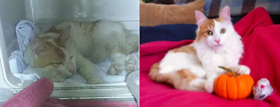 29 fotos de antes y después de la adopción muestran lo que el amor les hace a los gatos