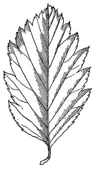 Рябина Воронова (Sorbus woronowii)