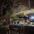 В Києві внаслідок падіння дерева загинула людина - сайт Солом'янського району