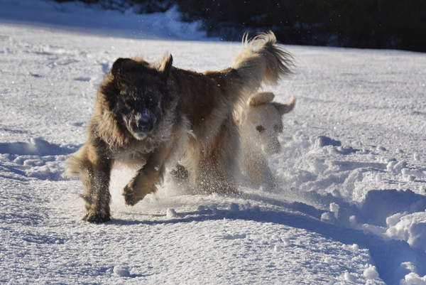 leonberger