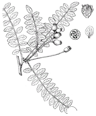 Sorbus rufopilosa var. rufopilosa