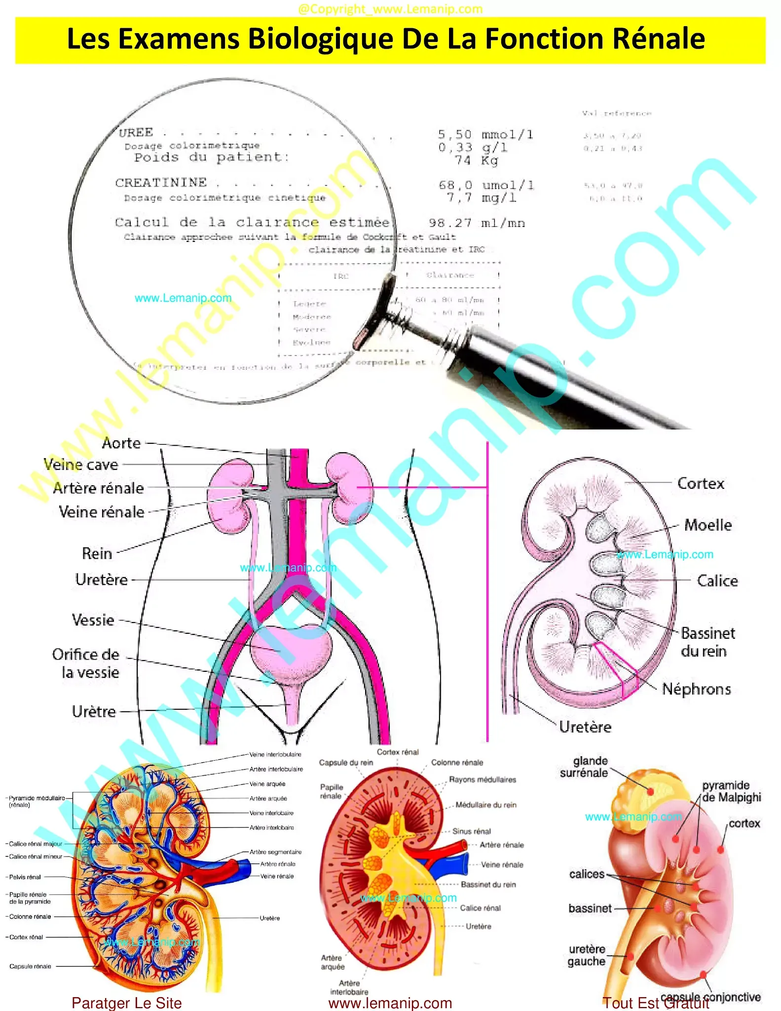 Examens Biologique Fonction Rénale