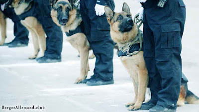 chien de police berger allemand lignee travail