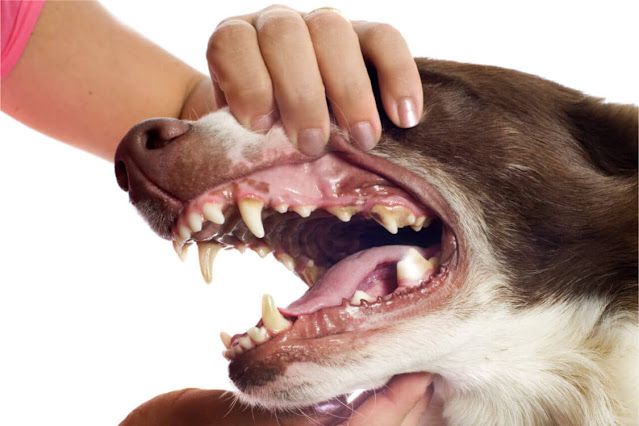 Why Does My Dog Chatter His Teeth?