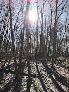 a picture of bare trees with the sun shining behind the trunks