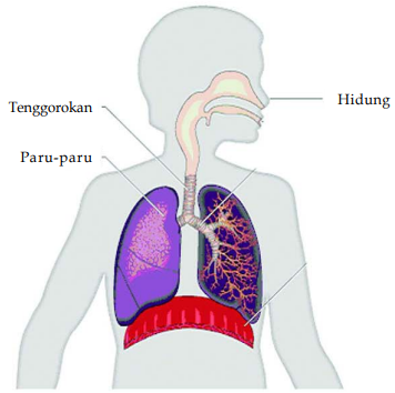 Sistem Ekskresi Manusia