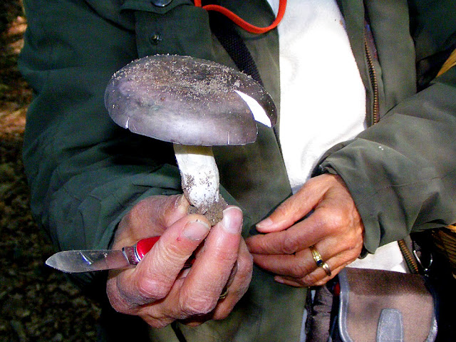 Charcoal Burner Russula cyanoxantha, Indre et Loire, France. Photo by Loire Valley Time Travel.